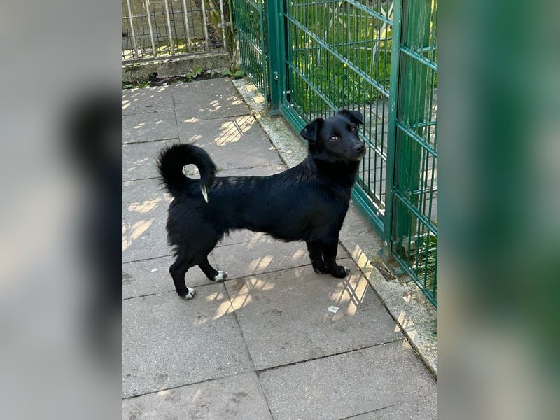 ♥BIBI♥ neu auf Pflegest. bei Köln -zuckersüße, liebe, schwarze kleine Maus mit weißen Pfötchen 31cm