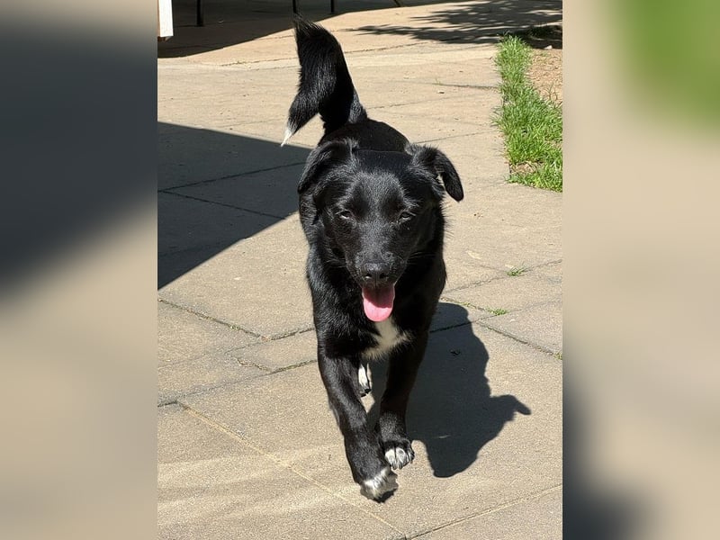 ♥BIBI♥ neu auf Pflegest. bei Köln -zuckersüße, liebe, schwarze kleine Maus mit weißen Pfötchen 31cm