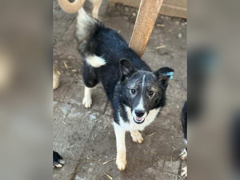 ♥NINCHEN♥ sehr zutrauliche Husky-Mix-Junghündin, die an uns Menschen sehr interessiert ist 44 cm