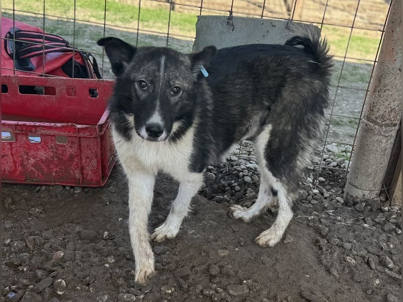 ♥NINCHEN♥ sehr zutrauliche Husky-Mix-Junghündin, die an uns Menschen sehr interessiert ist 44 cm