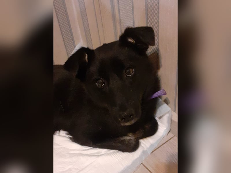 Martha❤️befindet sich derzeit auf einer Pflegestelle in 56291 in Hausbay