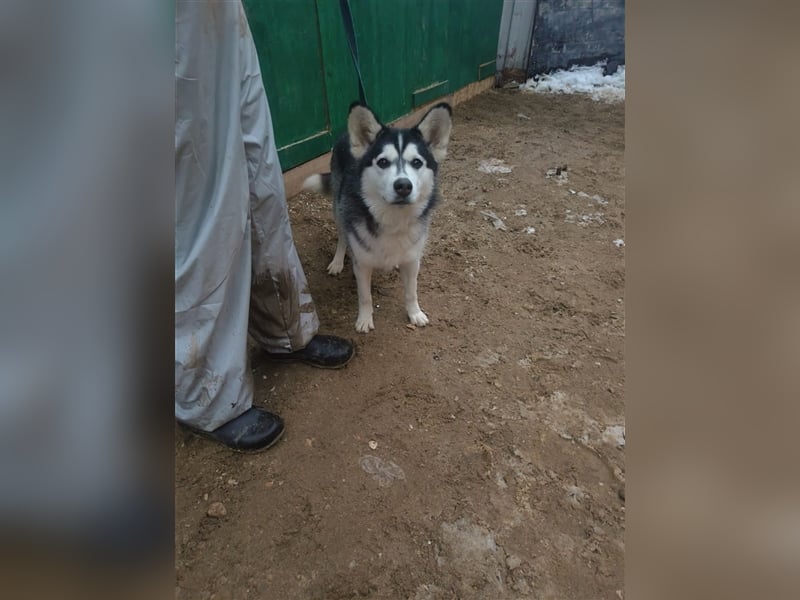 Husky Schönheit Viki❤️auf der Suche nach dem Glück