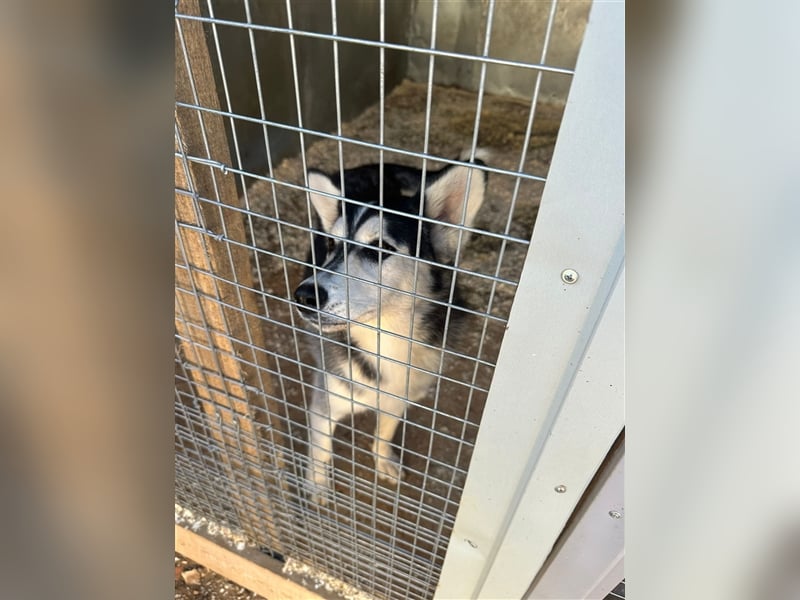 Husky Schönheit Viki❤️auf der Suche nach dem Glück