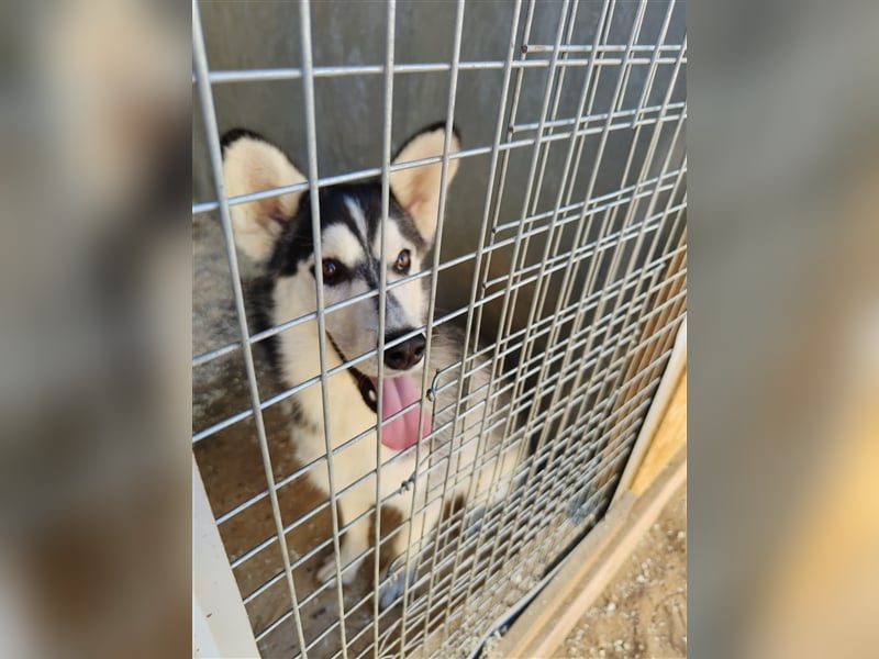 Husky Schönheit Viki❤️auf der Suche nach dem Glück