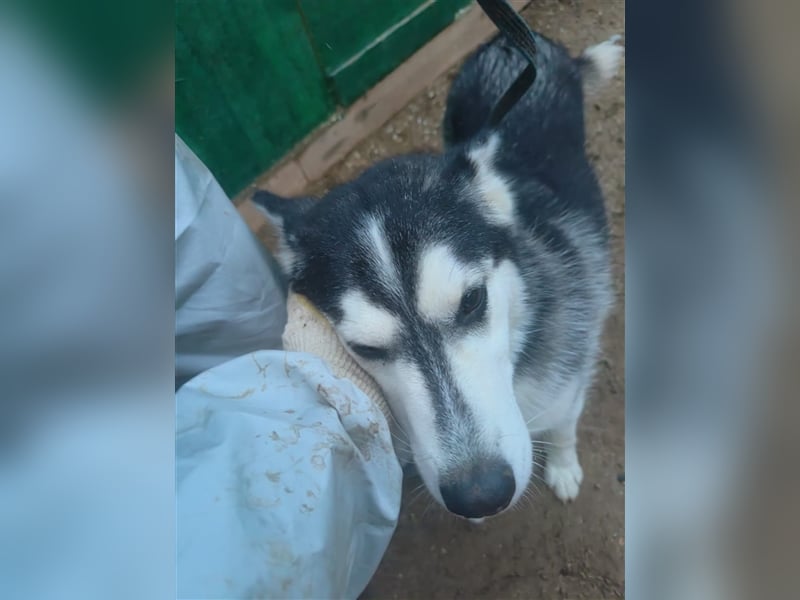 Husky Schönheit Viki❤️auf der Suche nach dem Glück