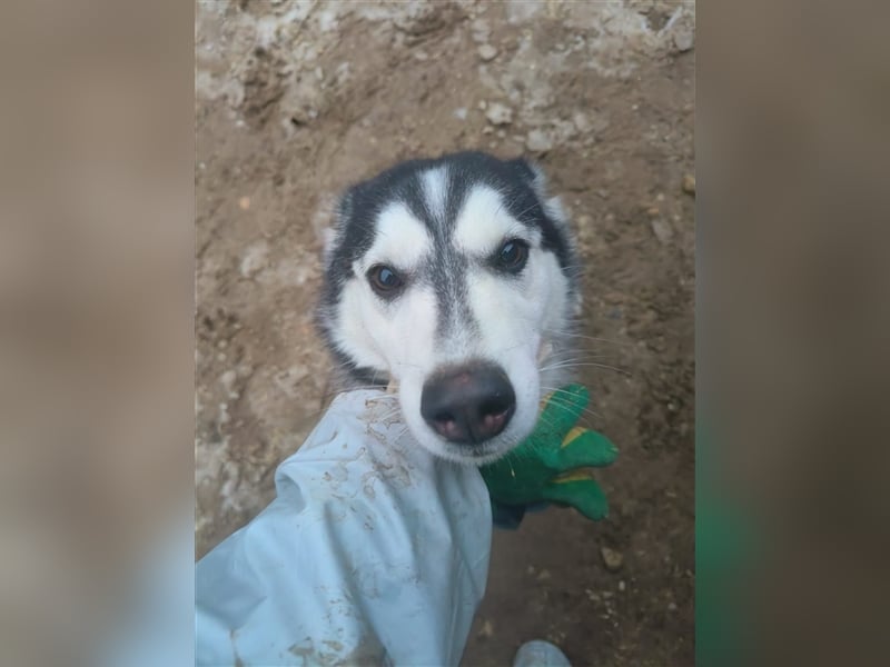Husky Schönheit Viki❤️auf der Suche nach dem Glück