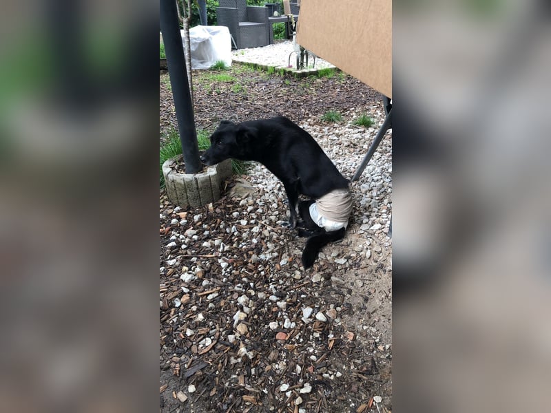Martha❤️befindet sich derzeit auf einer Pflegestelle in 56291 in Hausbay