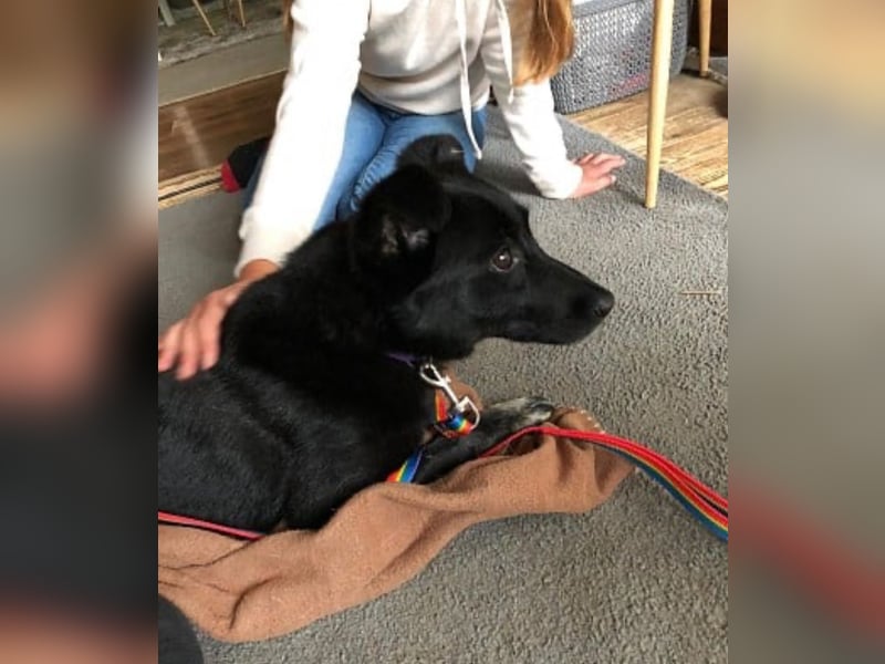 Martha❤️befindet sich derzeit auf einer Pflegestelle in 56291 in Hausbay