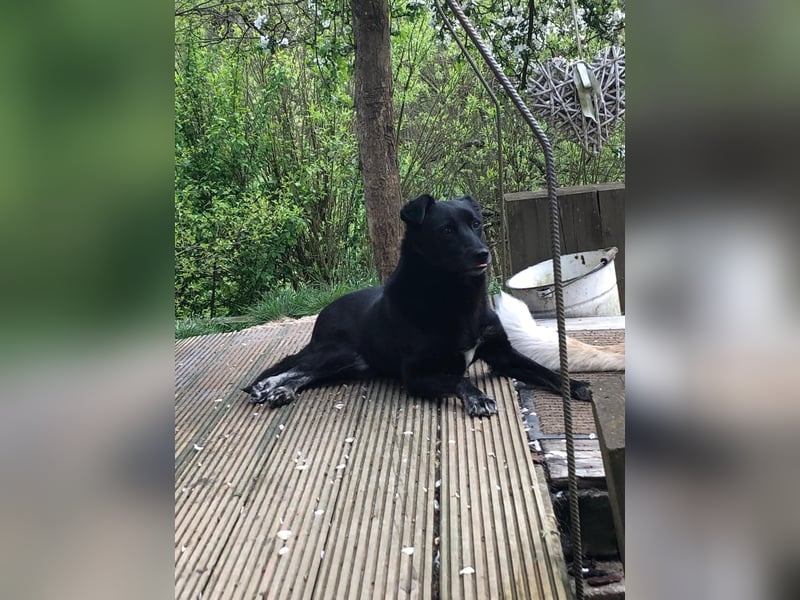 Martha❤️befindet sich derzeit auf einer Pflegestelle in 56291 in Hausbay