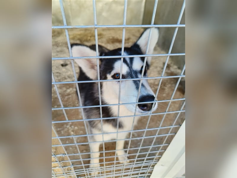Husky Schönheit Viki❤️auf der Suche nach dem Glück