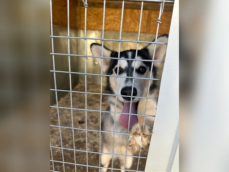 Husky Schönheit Viki❤️auf der Suche nach dem Glück