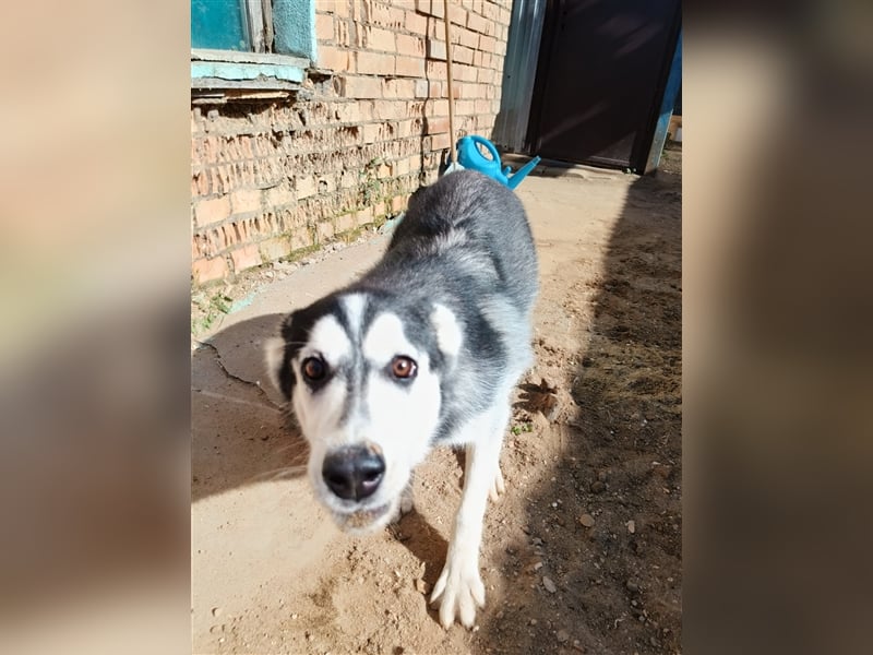 Husky Schönheit Viki❤️auf der Suche nach dem Glück