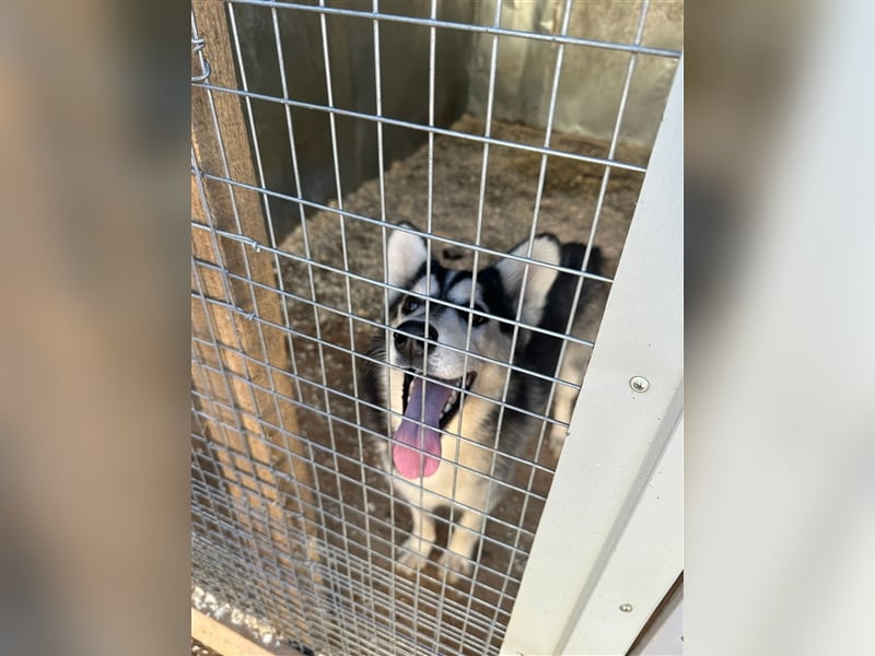 Husky Schönheit Viki❤️auf der Suche nach dem Glück