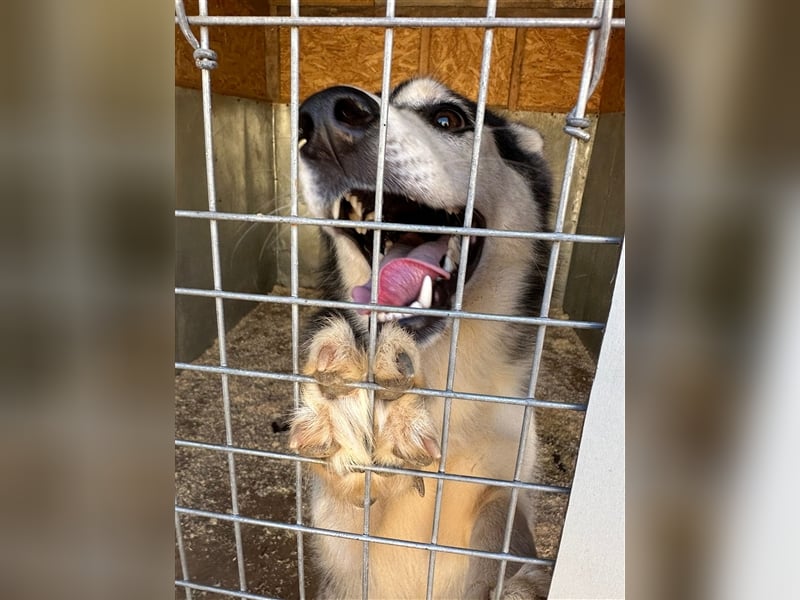 Husky Schönheit Viki❤️auf der Suche nach dem Glück