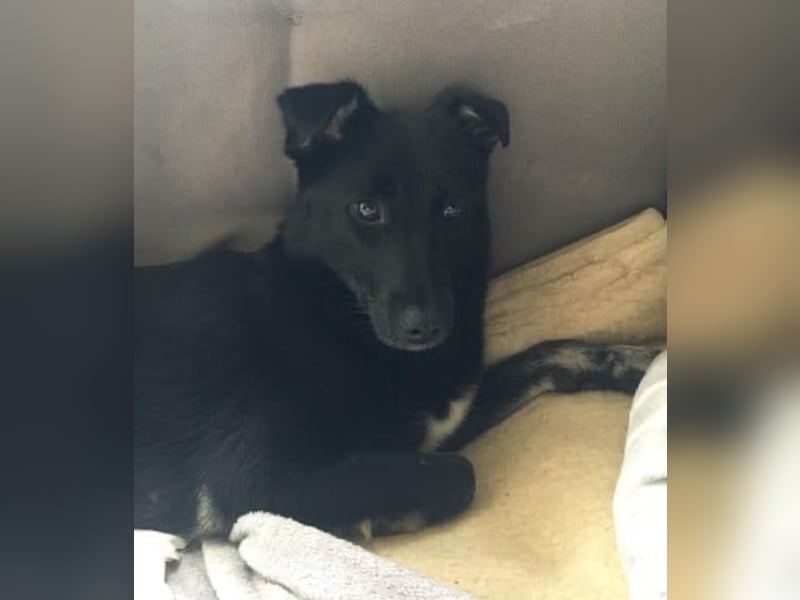 Martha❤️befindet sich derzeit auf einer Pflegestelle in 56291 in Hausbay
