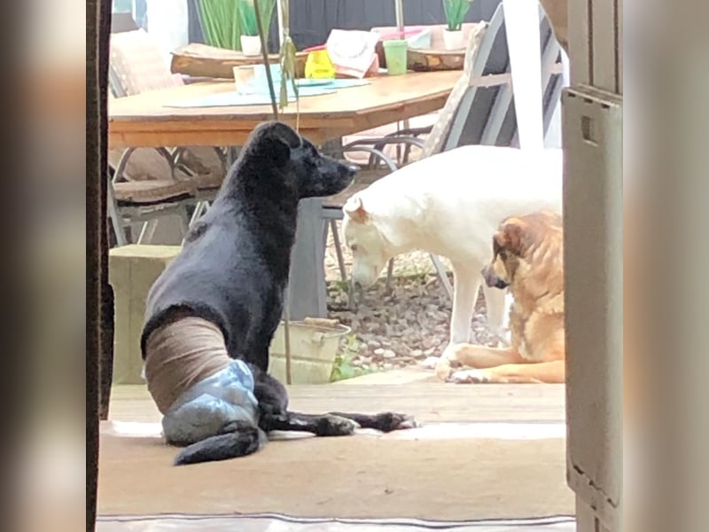 Martha❤️befindet sich derzeit auf einer Pflegestelle in 56291 in Hausbay
