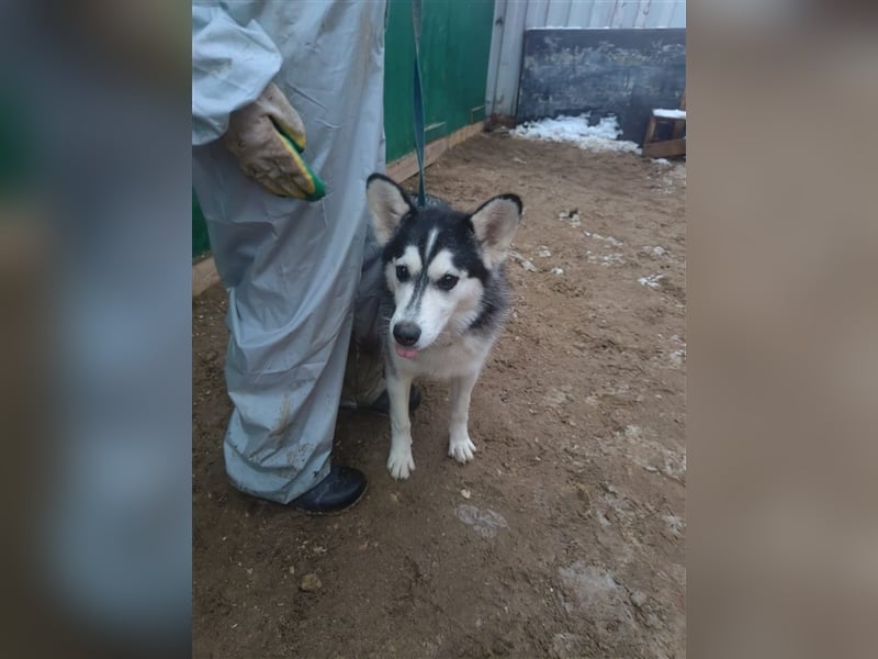 Husky Schönheit Viki❤️auf der Suche nach dem Glück