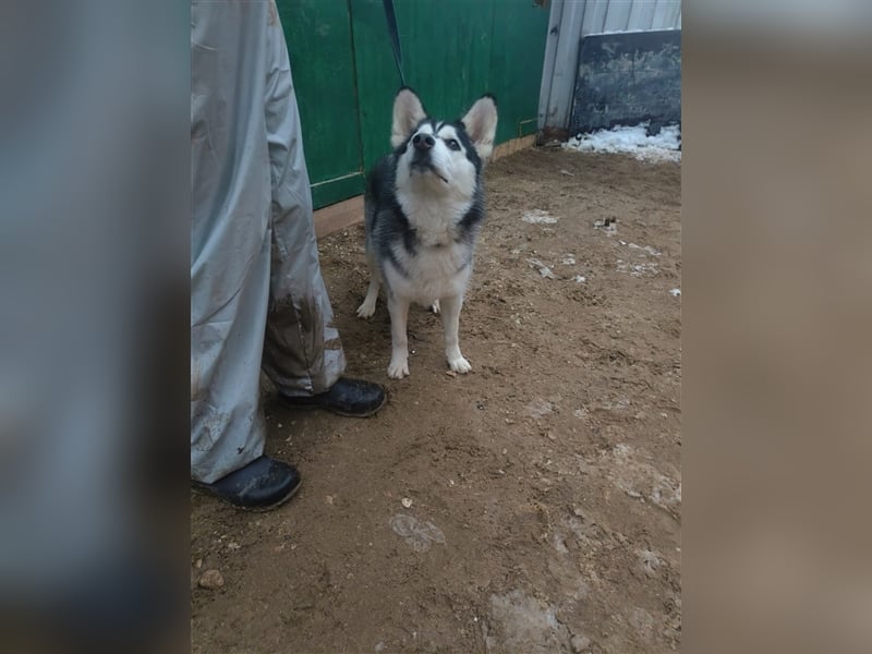 Husky Schönheit Viki❤️auf der Suche nach dem Glück
