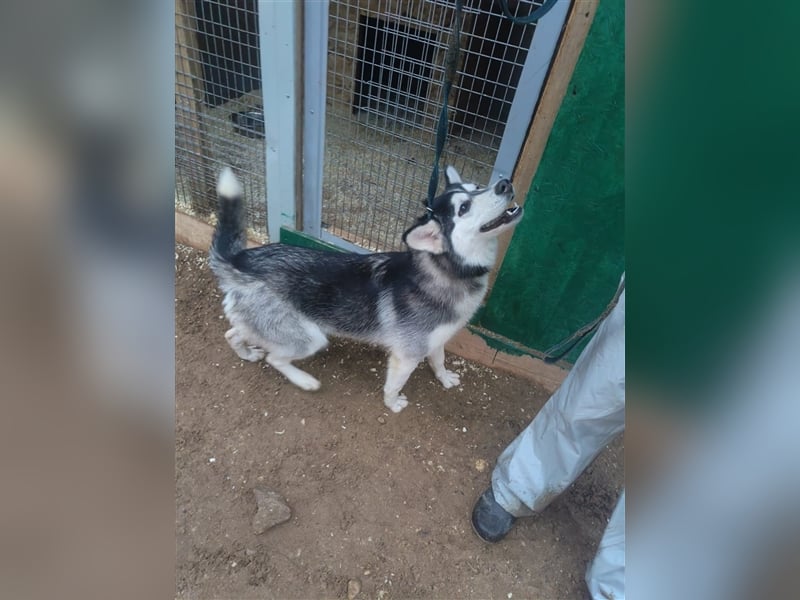 Husky Schönheit Viki❤️auf der Suche nach dem Glück