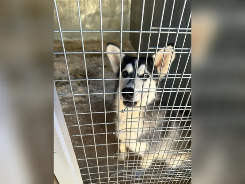 Husky Schönheit Viki❤️auf der Suche nach dem Glück