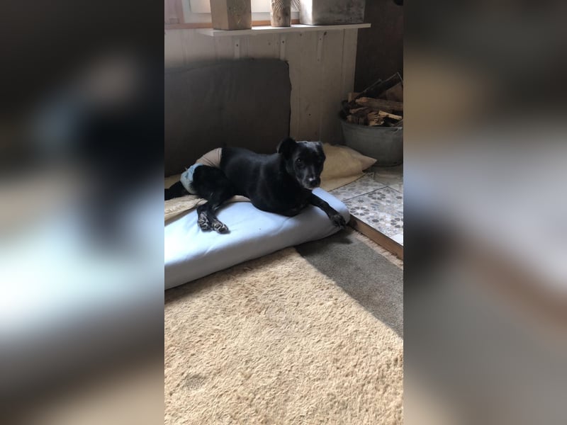 Martha❤️befindet sich derzeit auf einer Pflegestelle in 56291 in Hausbay