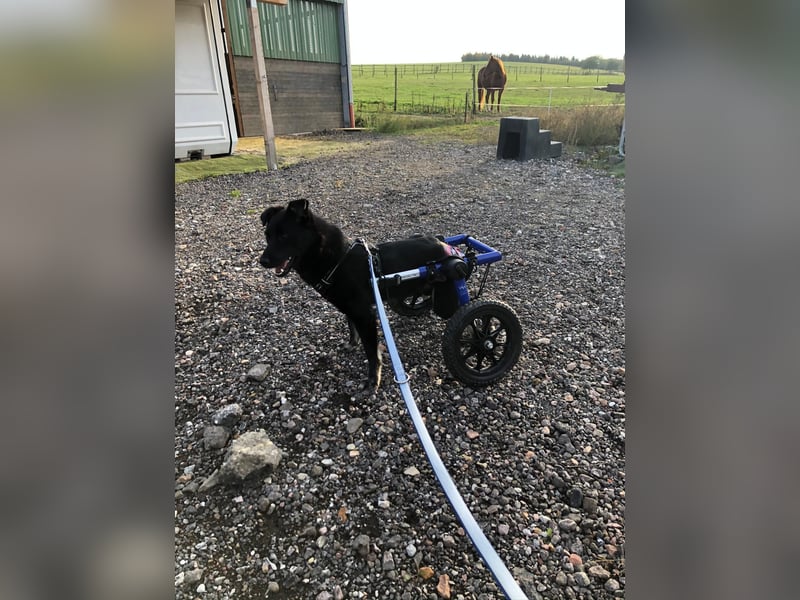 Martha❤️befindet sich derzeit auf einer Pflegestelle in 56291 in Hausbay