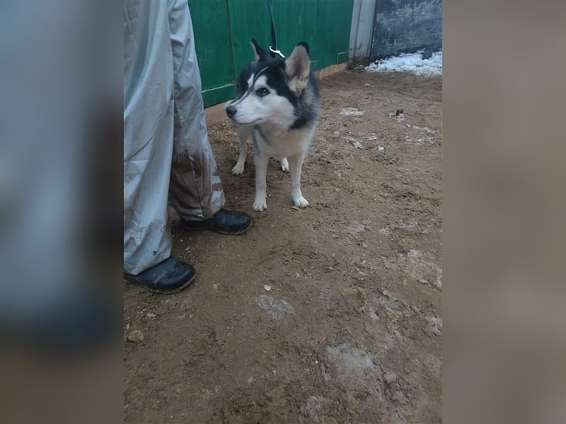 Husky Schönheit Viki❤️auf der Suche nach dem Glück