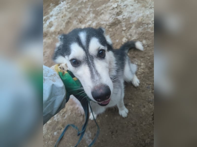 Husky Schönheit Viki❤️auf der Suche nach dem Glück