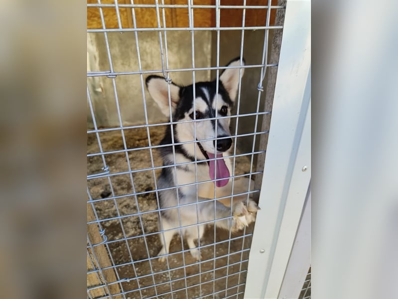 Husky Schönheit Viki❤️auf der Suche nach dem Glück