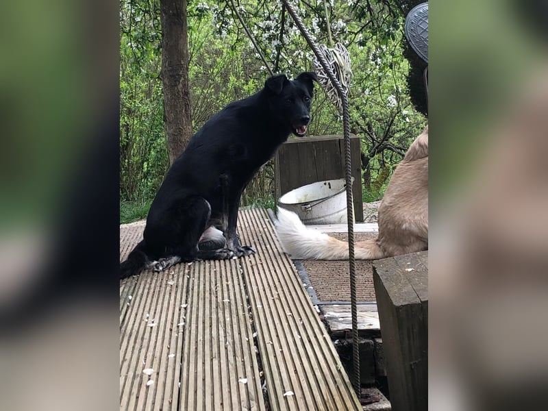 Martha❤️befindet sich derzeit auf einer Pflegestelle in 56291 in Hausbay