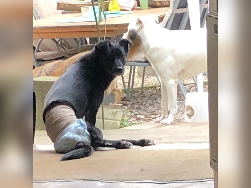 Martha❤️befindet sich derzeit auf einer Pflegestelle in 56291 in Hausbay