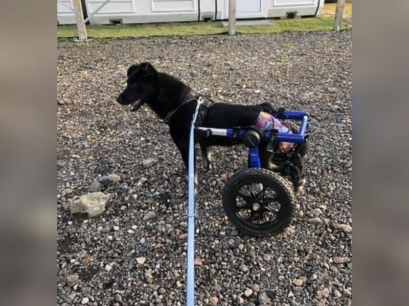Martha❤️befindet sich derzeit auf einer Pflegestelle in 56291 in Hausbay