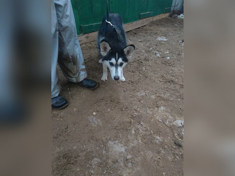Husky Schönheit Viki❤️auf der Suche nach dem Glück