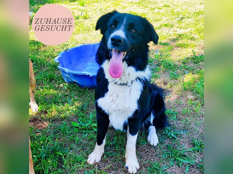 menschenbezogene Zara sucht ihr Zuhause ❤️