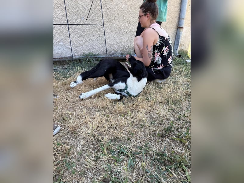 Schmusebacke Lana sucht ihre Familie ❤️