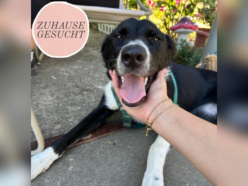 Schmusebacke Lana sucht ihre Familie ❤️