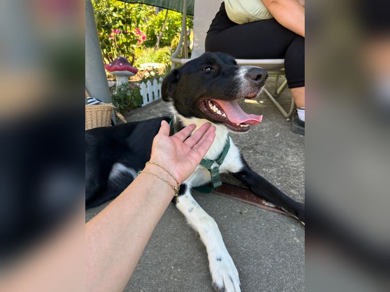 Schmusebacke Lana sucht ihre Familie ❤️