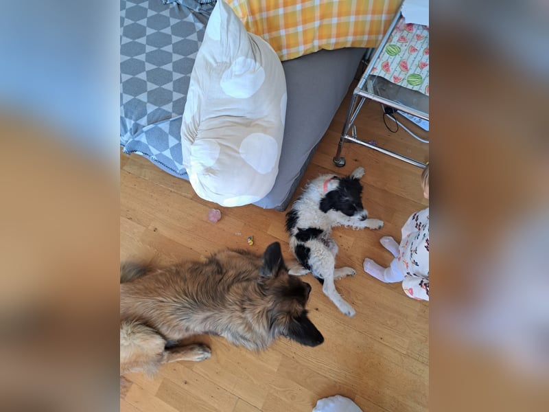 Welpenmädchen Herra sucht ein Zuhause ❤️