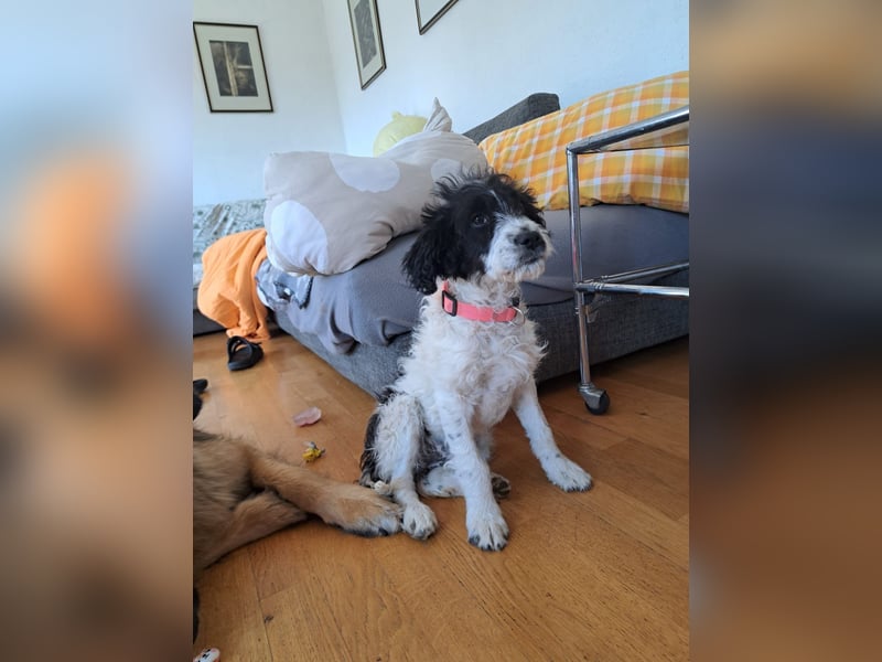 Welpenmädchen Herra sucht ein Zuhause ❤️