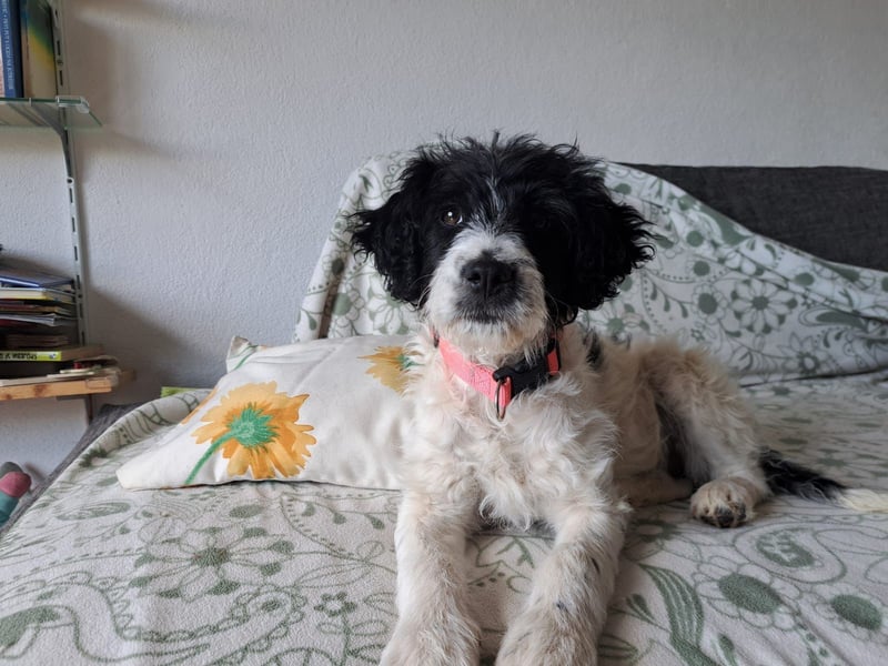 Welpenmädchen Herra sucht ein Zuhause ❤️