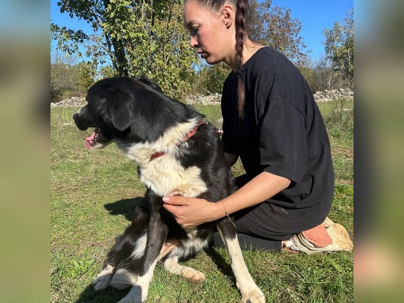 Sara – treue Seele sucht ein neues Zuhause ❤️