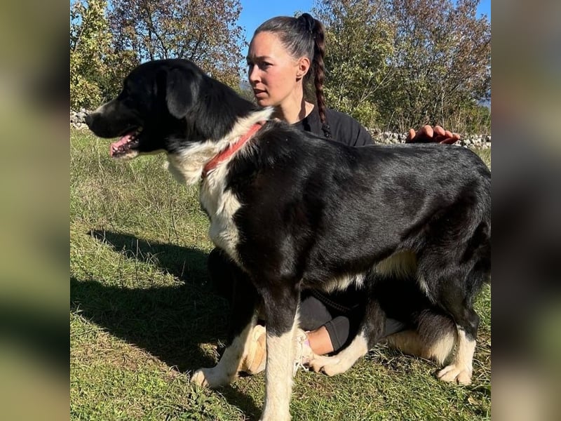 Sara – treue Seele sucht ein neues Zuhause ❤️