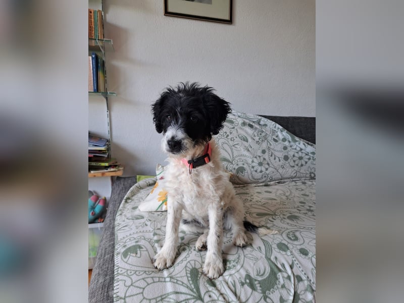 Welpenmädchen Herra sucht ein Zuhause ❤️