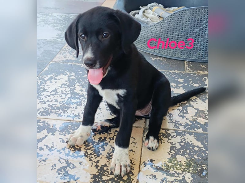 Chloe3 geb. 05/2025 (GRC) - neugierige, verspielte und aufgeschlossene Welpin!