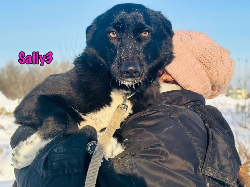 Sally3 geb. 04/2021 - sooo sanfte und verschmuste Hündin sucht liebevolle Menschen!