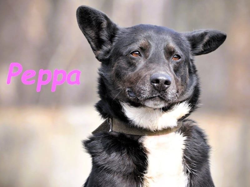 Peppa geb. 11/2022 - verschmuste, gesellige und loyale Hündin!