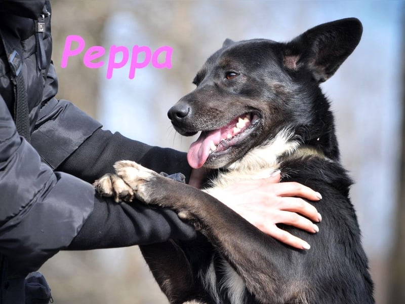 Peppa geb. 11/2022 - verschmuste, gesellige und loyale Hündin!