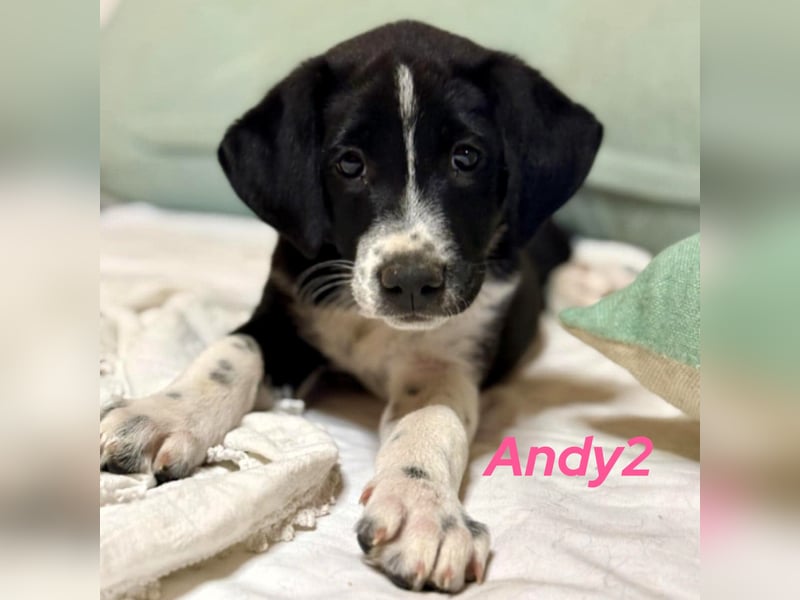 Andy2 geb. 05/2025 (GRC) - ausgeglichene, fröhliche und verspielte Welpin!