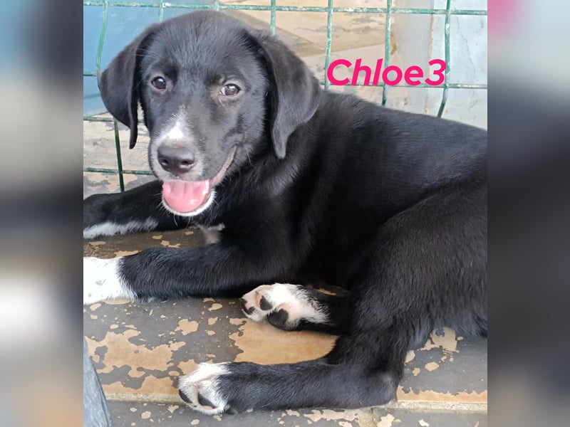 Chloe3 geb. 05/2025 (GRC) - neugierige, verspielte und aufgeschlossene Welpin!