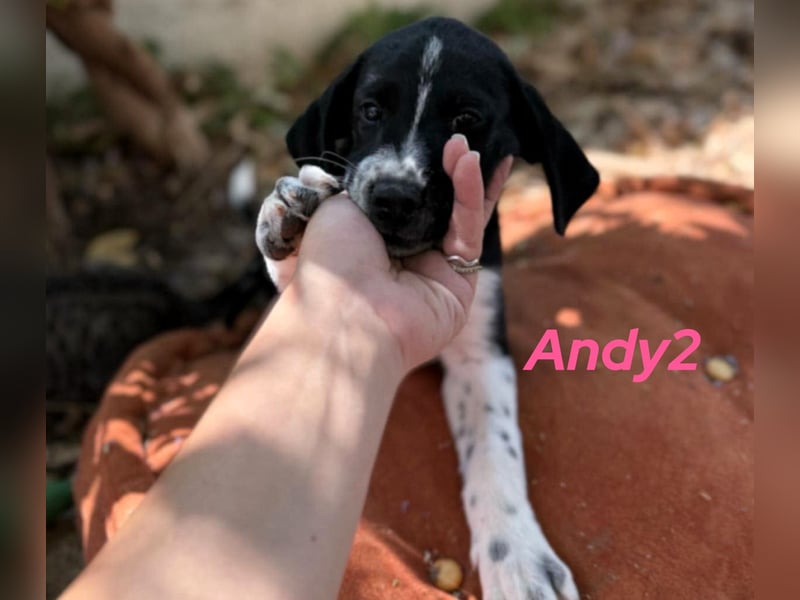 Andy2 geb. 05/2025 (GRC) - ausgeglichene, fröhliche und verspielte Welpin!